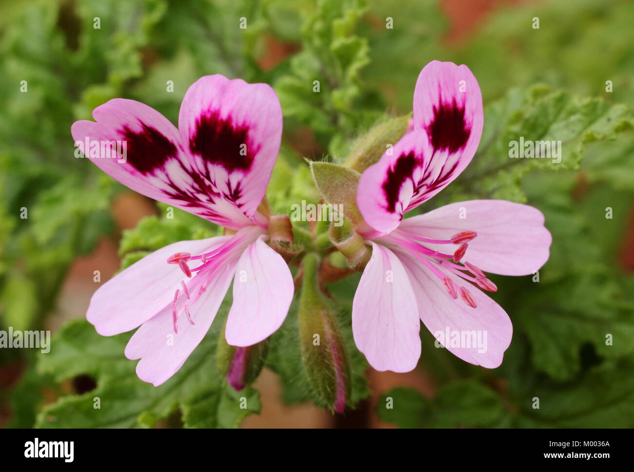 Pelargonium 'Quercifolium', also called Oakleaf geranium, flower in a garden in late summer, England, UK Stock Photo