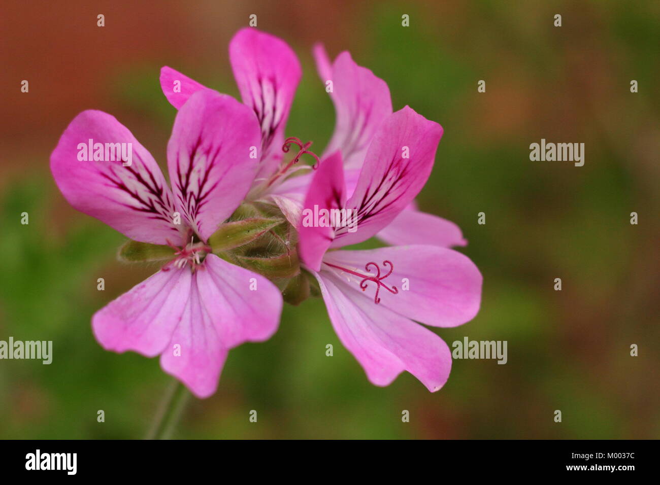 Pelargonium 'Pink Capitatum' , also called Pink Capricorn, flower in a garden border in late summer, England, UK Stock Photo