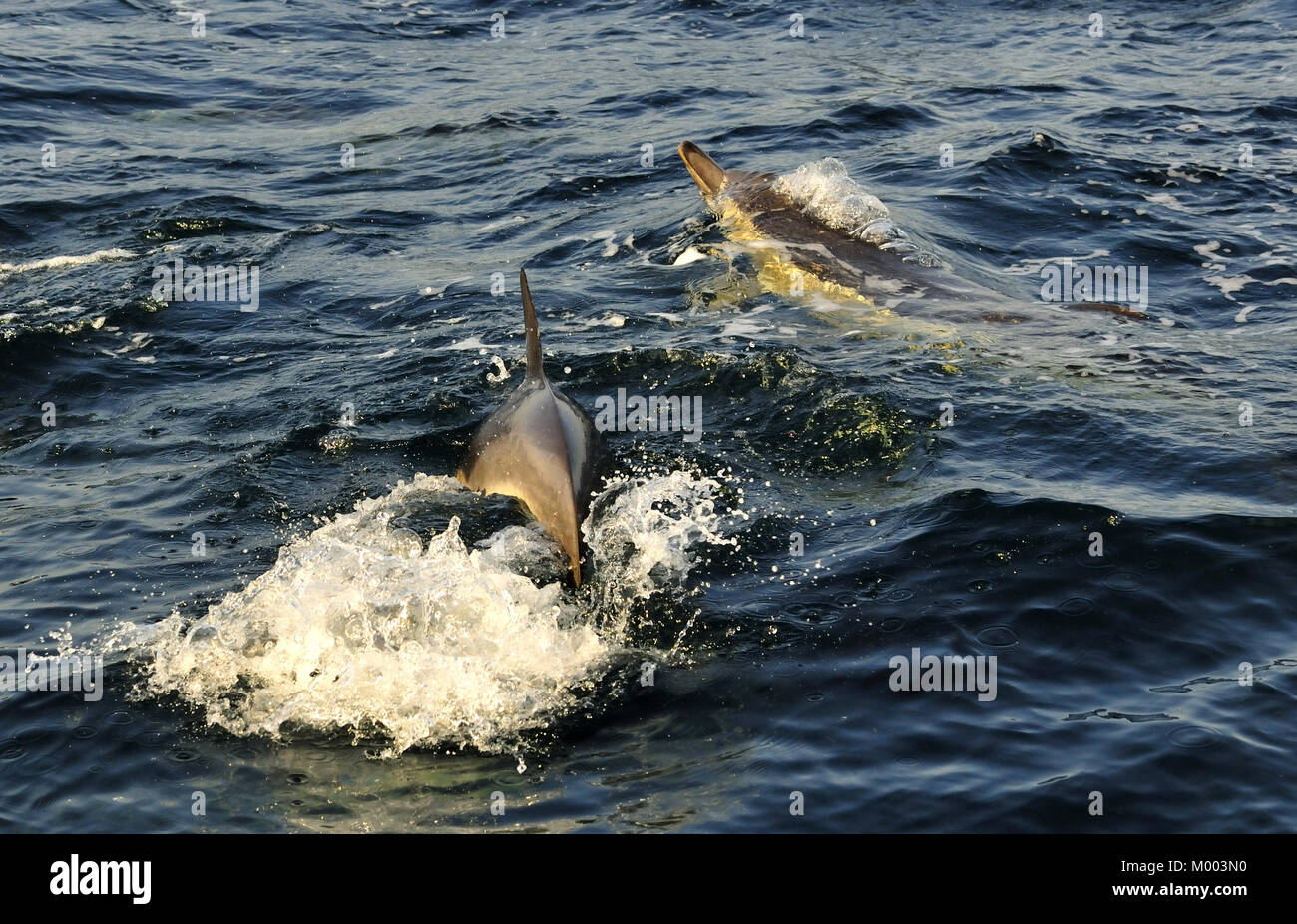 Dolphin (Delphinus capensis) swimming in the ocean. South Africa Stock Photo