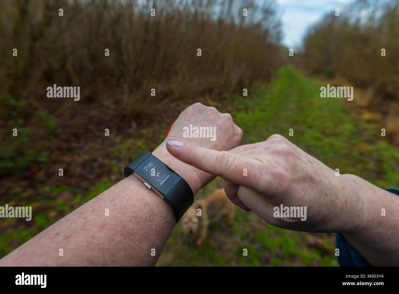 A lady, while walking her dog, checks her Fitbit fitness tracker. Stock Photo