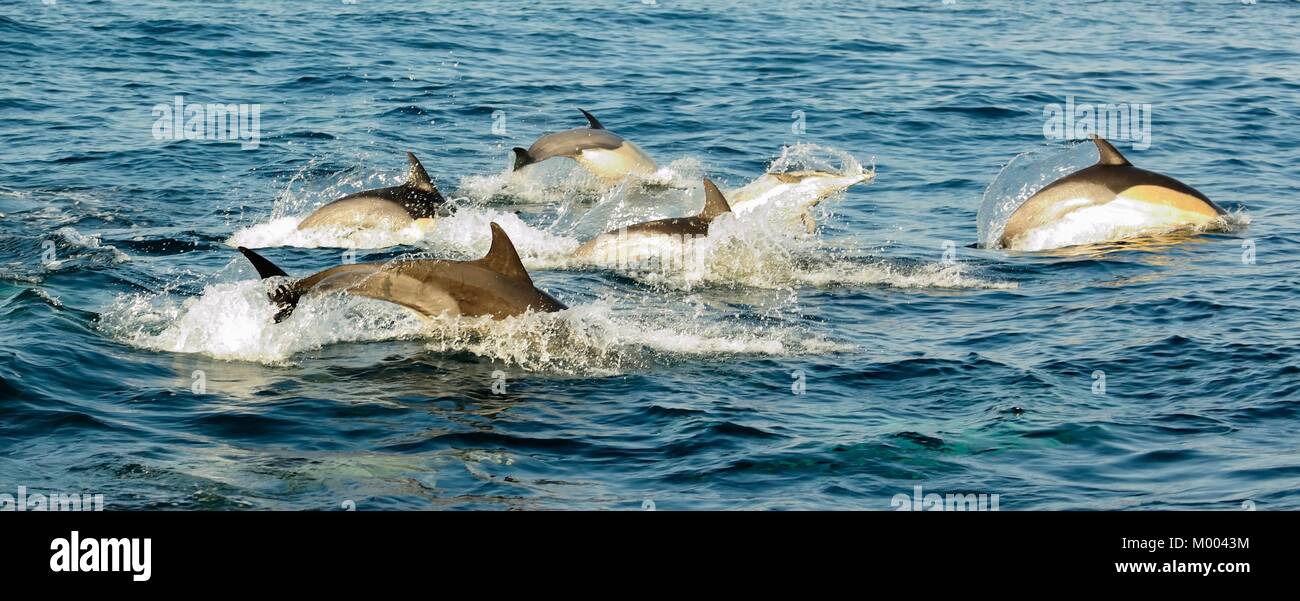 Group of dolphins, swimming in the ocean  and hunting for fish. The jumping dolphins comes up from water. The Long-beaked common dolphin (scientific n Stock Photo