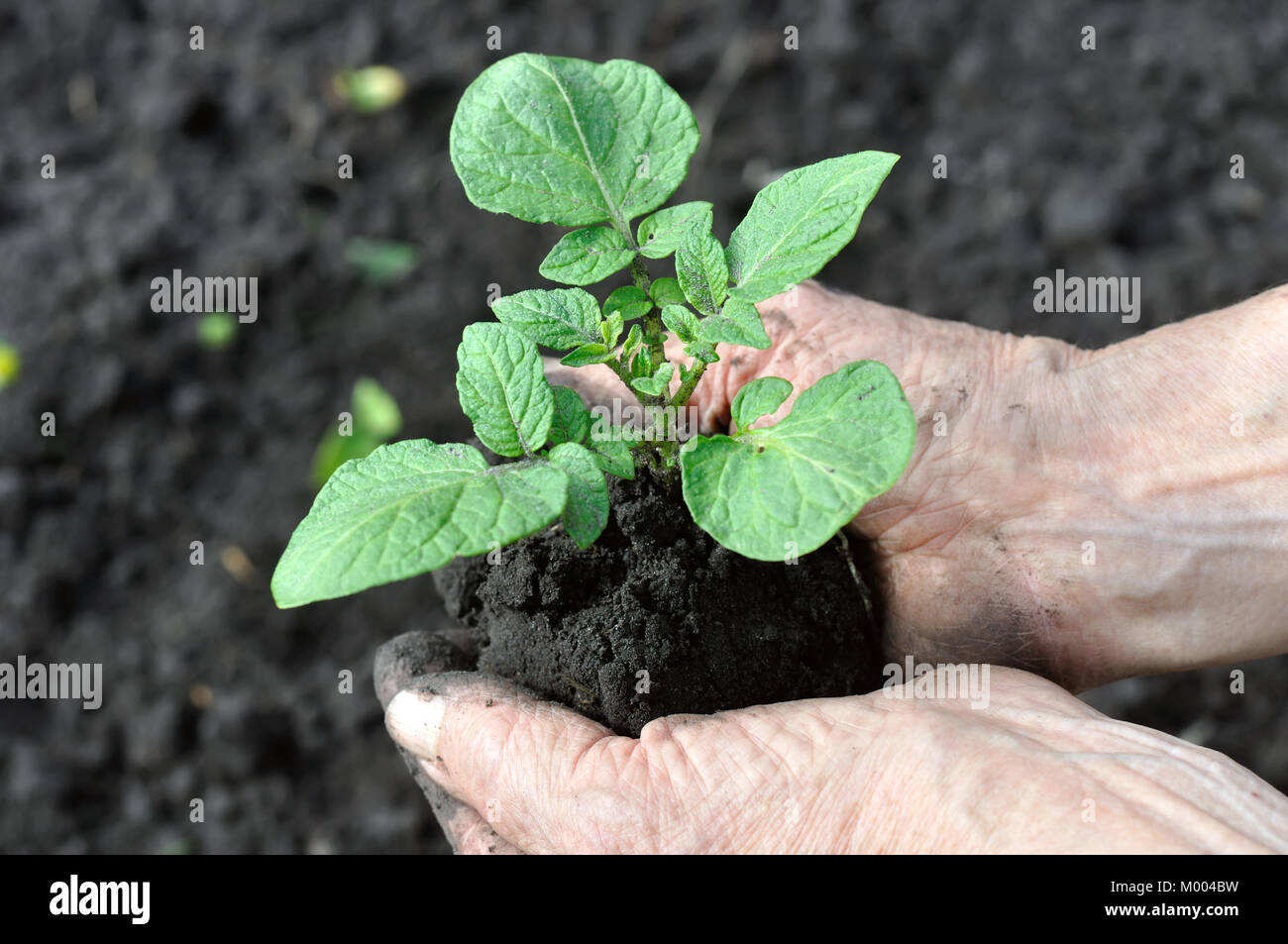 Посадка картофеля семенами на рассаду. Рассада картофеля из семян. Микроклубни картофеля. Как садить картошку семенами правильно. Посадка картофеля из семян.