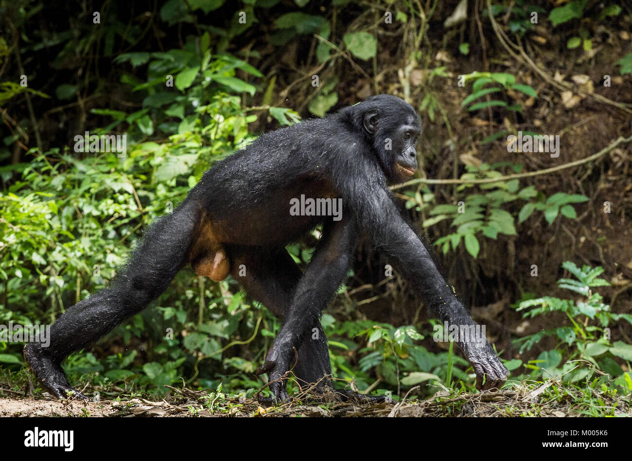 Running male Bonobo in natural habitat. Green natural background. The ...