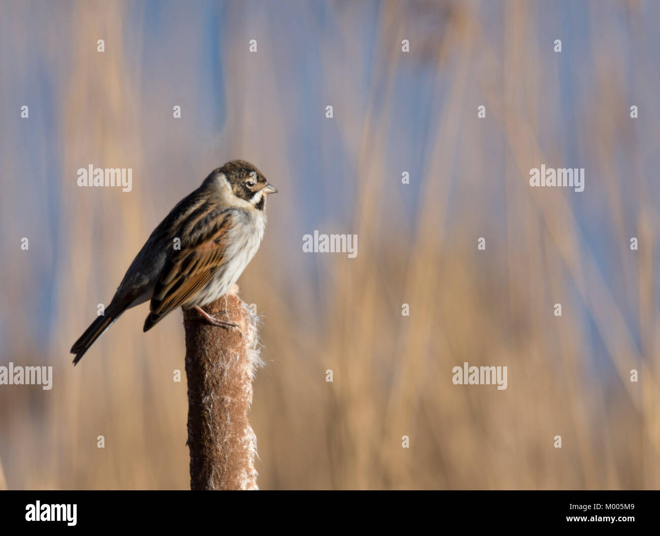 Male common reed bunting (Emberiza schoeniclus) perched in reedbed, on a sunny day at Staveley Nature Reserve, United Kingdom. Stock Photo
