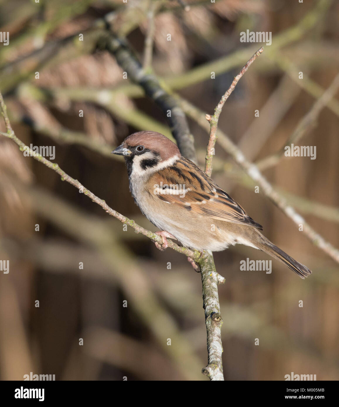 Eurasian tree sparrow (Passer montanus) perched on branch, Staveley Nature Reserve, United Kingdom. Stock Photo