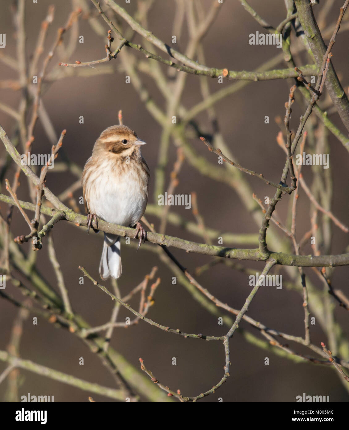 Female common reed bunting (Emberiza schoeniclus), perched in tree at Staveley Nature Reserve, United Kingdom. Stock Photo