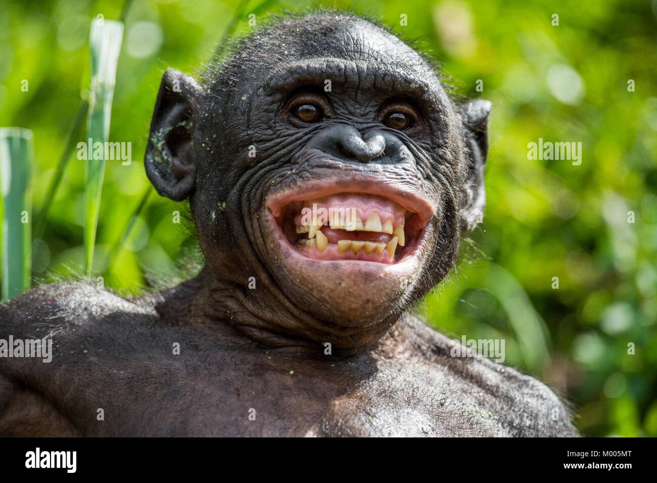 Close up Portrait of smiling Bonobo in natural habitat. Green natural