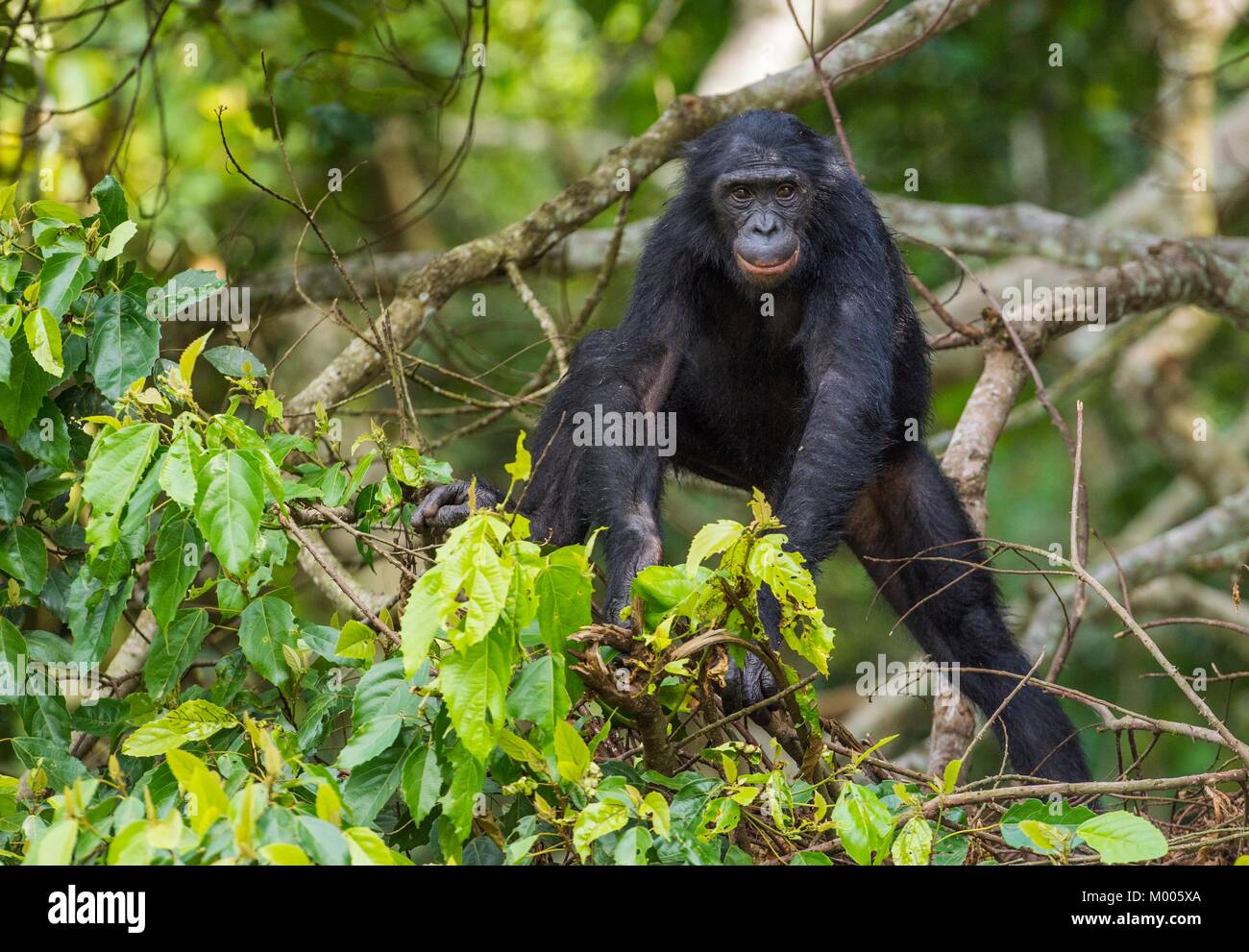 Bonobo on the tree Stock Photo Alamy