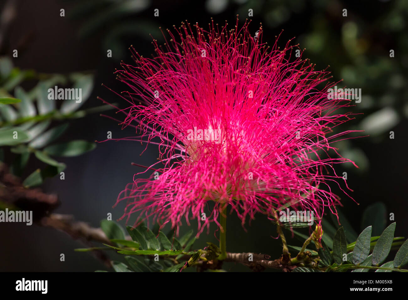 Persian silk tree or Albizia julibrissin flower Stock Photo