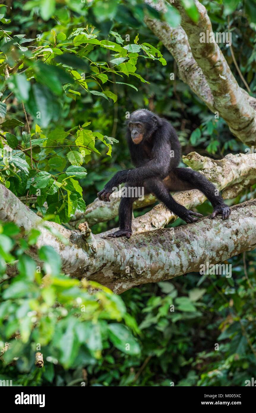 Bonobo on the tree Stock Photo Alamy