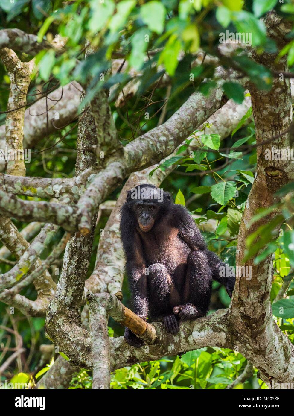 Bonobo on the tree Stock Photo Alamy