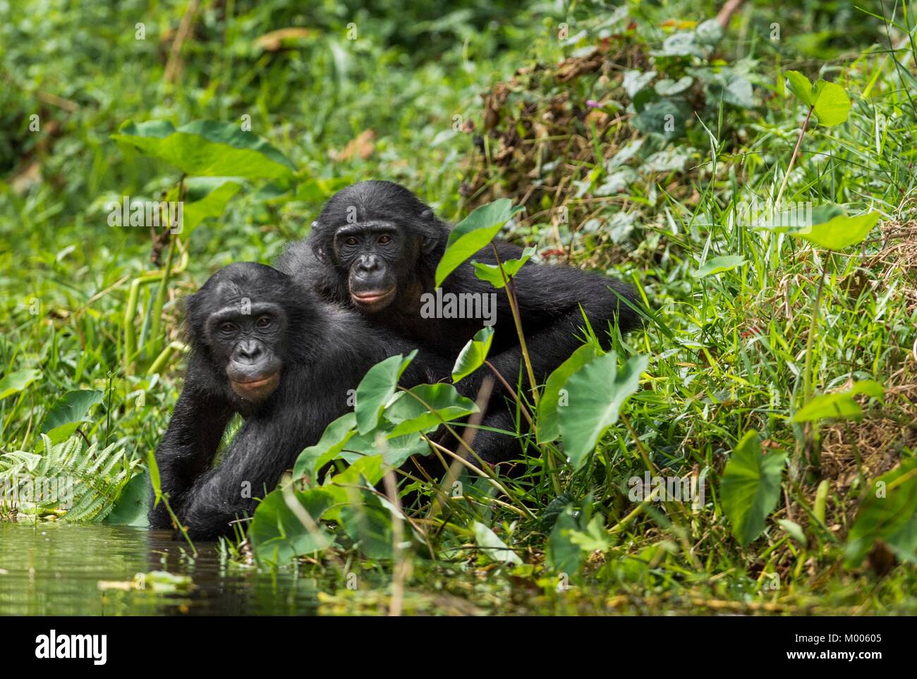 Bonobos (Pan Paniscus) on green natural background. Democratic Republic