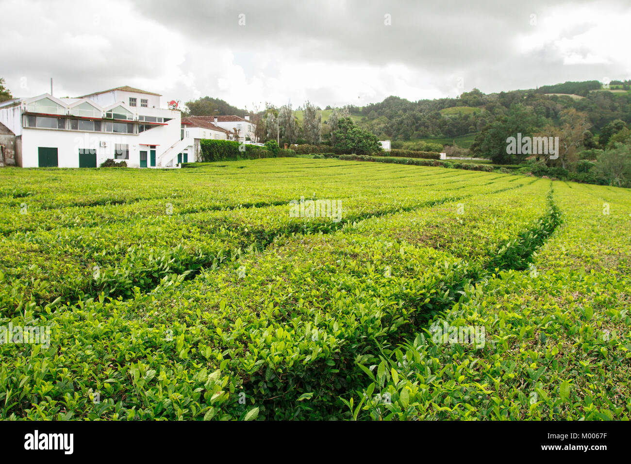 Chá Gorreana - Oldest Tea plantation in São Miguel, Azores, Portugal ...