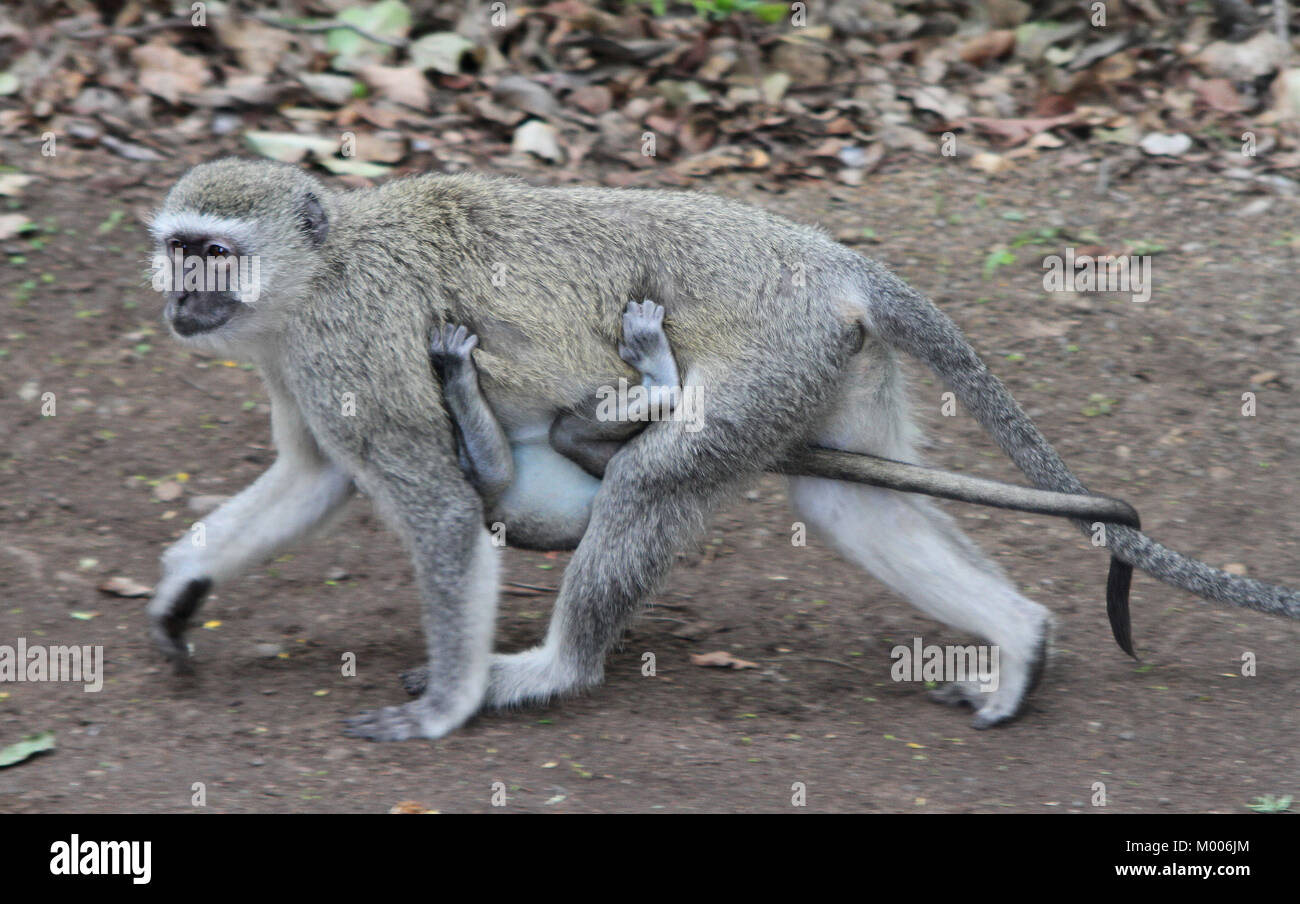 Vervet monkey walking with baby hanging from belly, at Mosi-oa-tunya