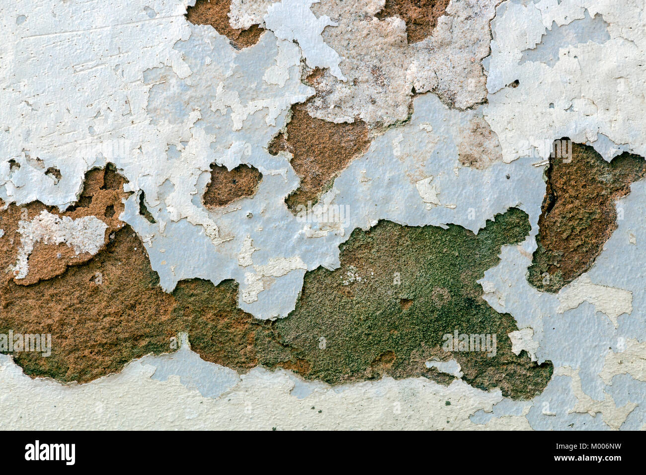 Peeling fungus hires stock photography and images Alamy