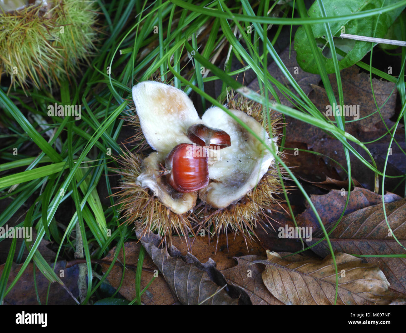 Sweet chestnut (Castanea sativa), Pentewan Woods, Cornwall. Stock Photo