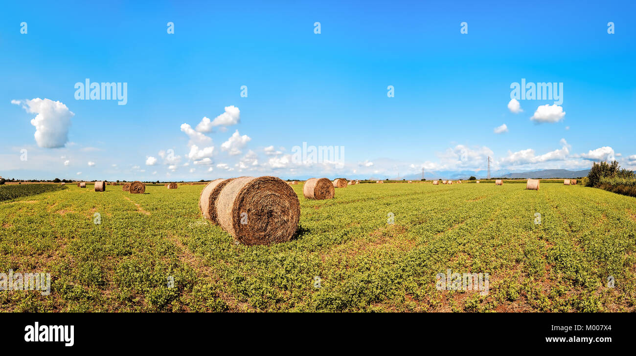 Hay bales drying in the field against blue sky with clouds. Stock Photo