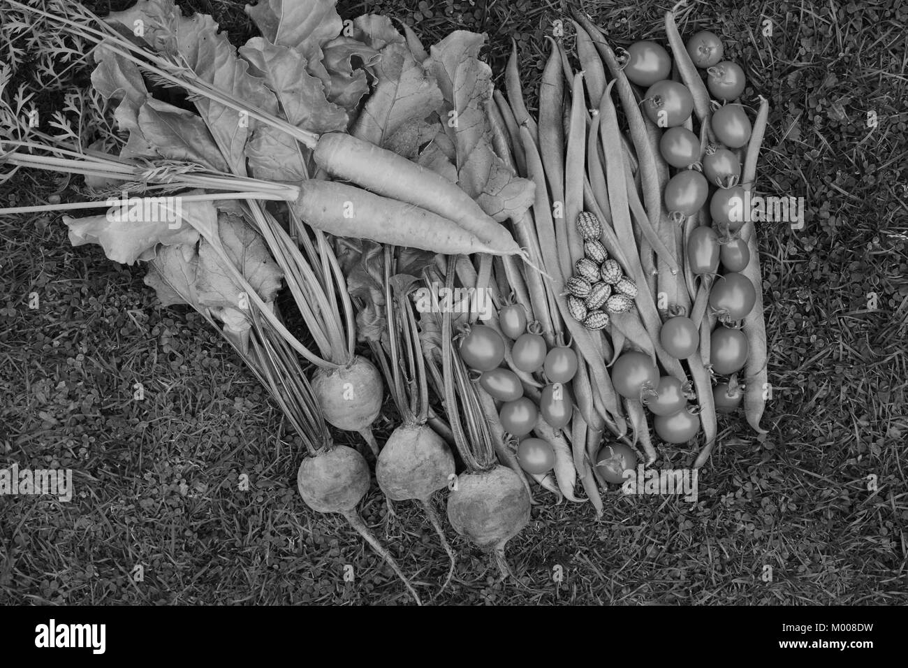 Selection of fresh produce from vegetable garden - carrots, runner beans, beets, cucamelons and ripe tomatoes - monochrome processing Stock Photo