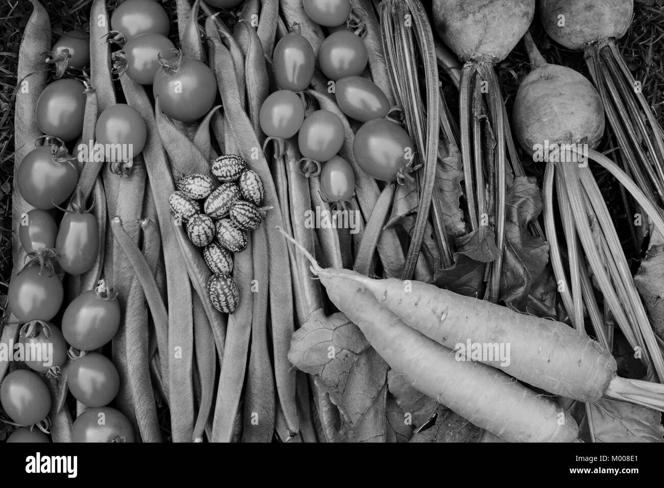 Ripe tomatoes, runner beans, carrots, beets and cucamelons freshly gathered from the allotment - monochrome processing Stock Photo