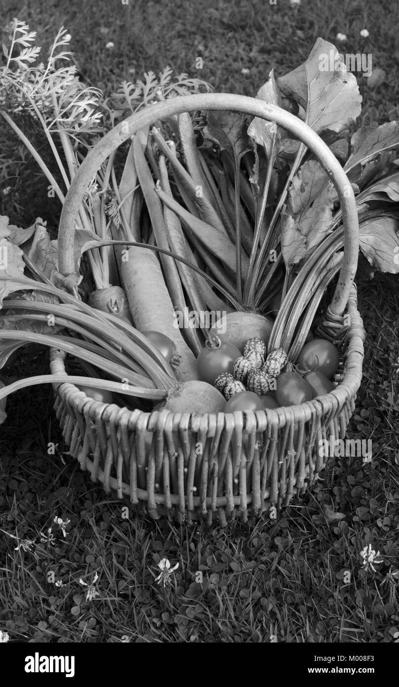 Woven wicker basket filled with a selection of harvested vegetables from an allotment - carrots, runner beans, beets, tomatoes and cucamelons - monoch Stock Photo