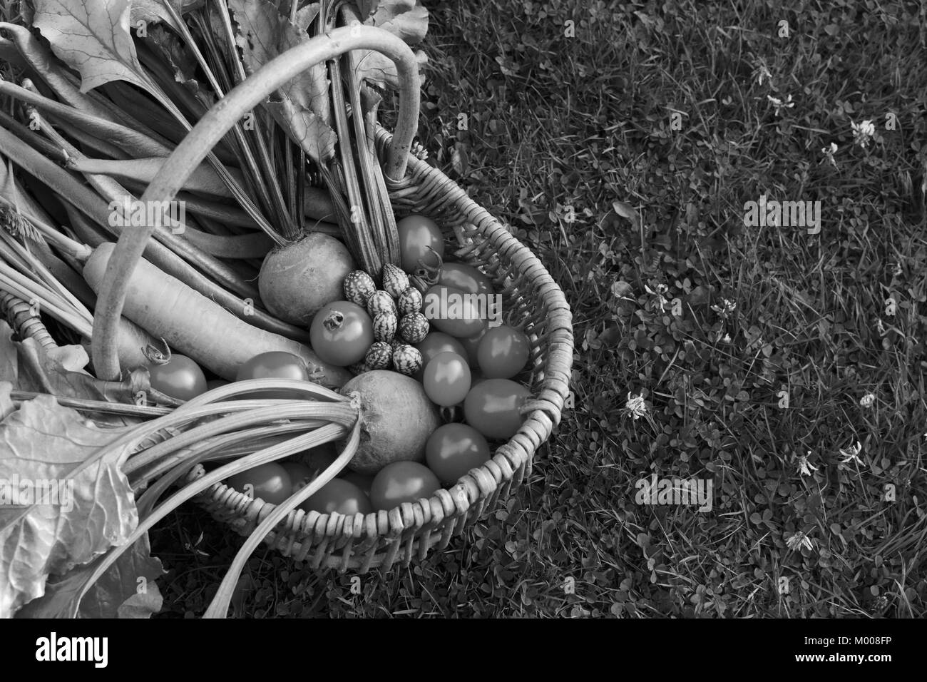 Rustic woven basket filled with fresh vegetables from an allotment - carrots, beets, tomatoes and cucamelons - with copy space on grass - monochrome p Stock Photo