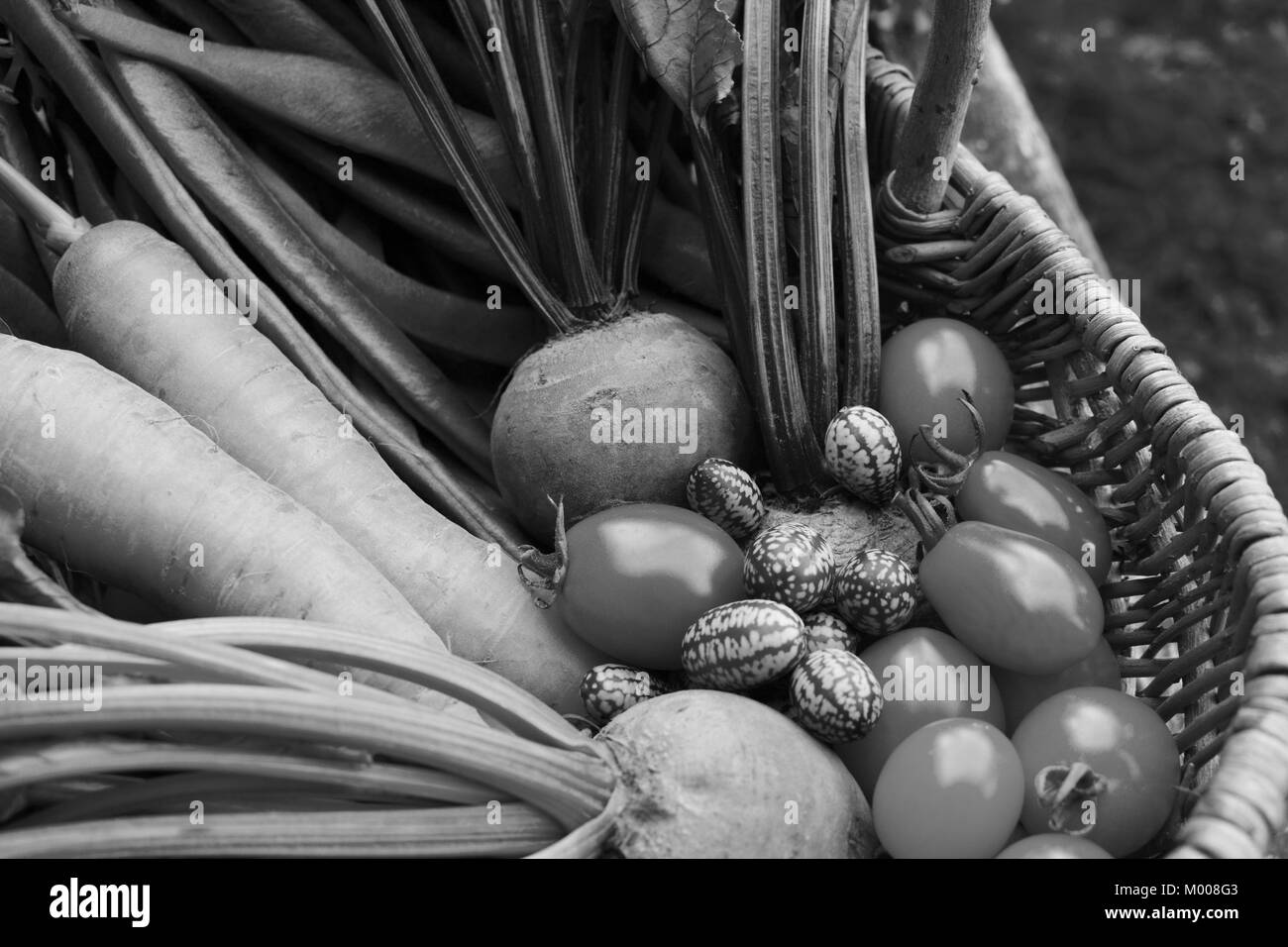 Freshly harvested vegetables from the allotment in a woven basket - carrots, beetroot, ripe tomatoes and cucamelons - monochrome processing Stock Photo