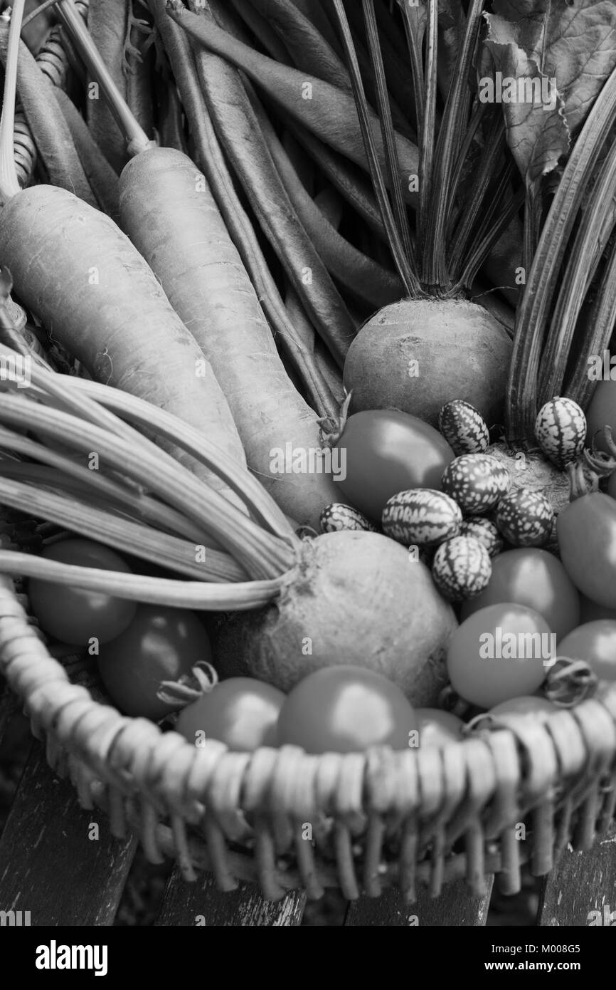 Fresh produce from a vegetable garden gathered in a rustic wicker basket - carrots, beetroot, beans, cucamelons and tomatoes - monochrome processing Stock Photo