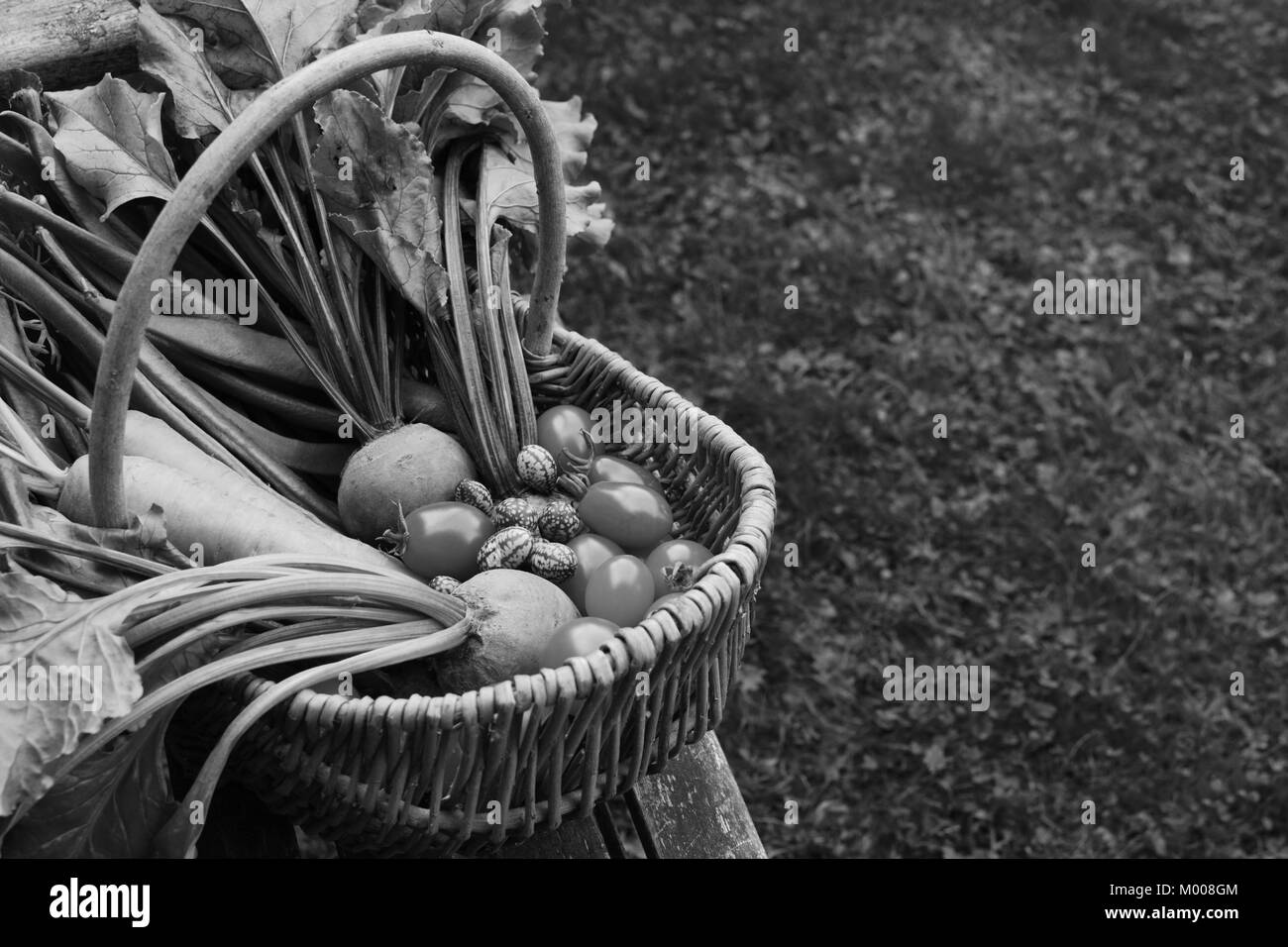 Woven basket filled with freshly harvested vegetables from an allotment sits on a wooden garden bench; copy space on grass - monochrome processing Stock Photo