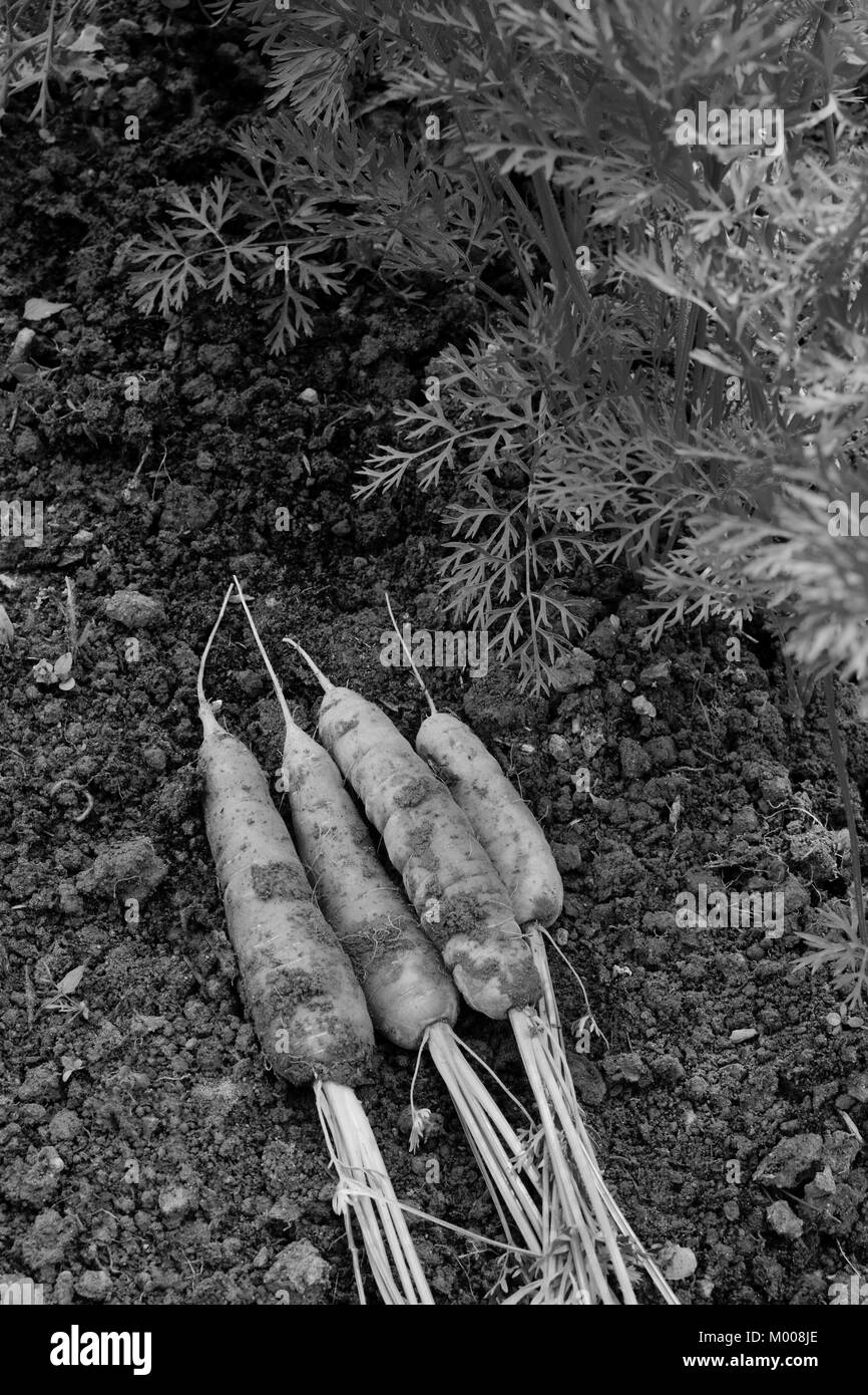 Carrot root soil Black and White Stock Photos & Images - Alamy