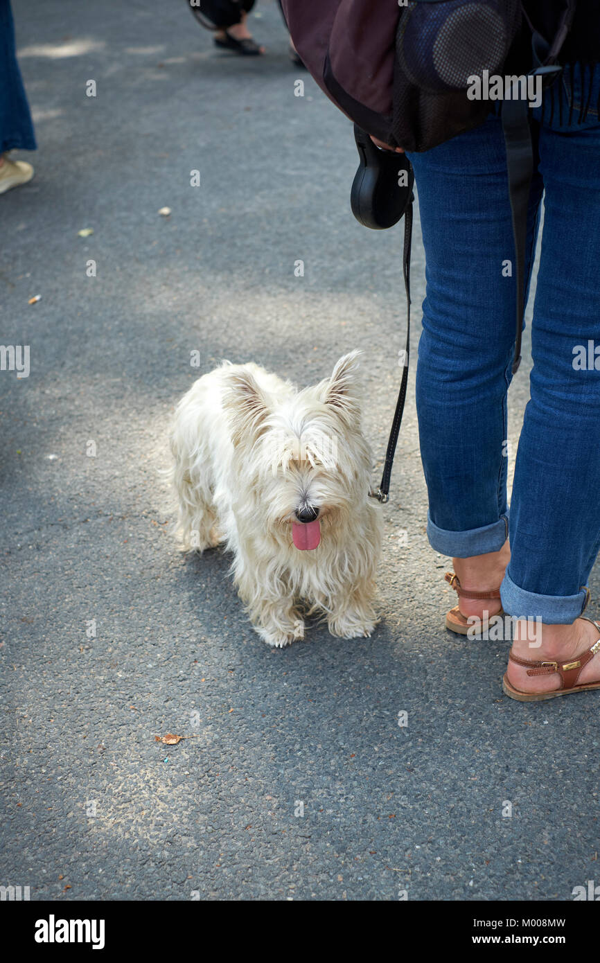 Why Is My Dogs Tongue Light Pink