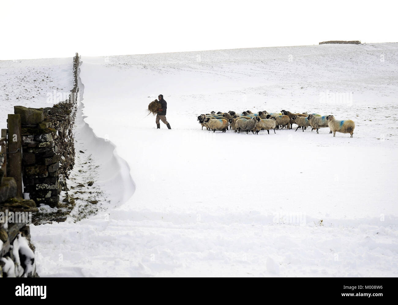A farmer feeding sheep in heavy snow near Hawes, North Yorkshire, as yellow snow and ice warnings are in place for northern England and Northern Ireland and much of Wales. Stock Photo