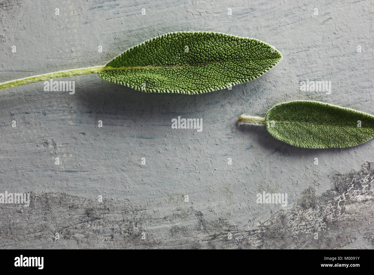 Sprig fresh sage herb hires stock photography and images Alamy