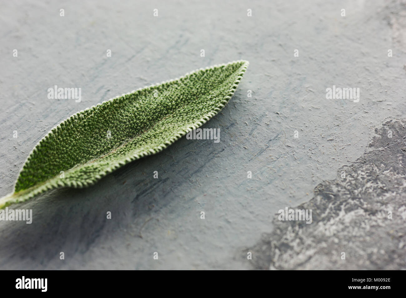 Sprig fresh sage herb hires stock photography and images Alamy