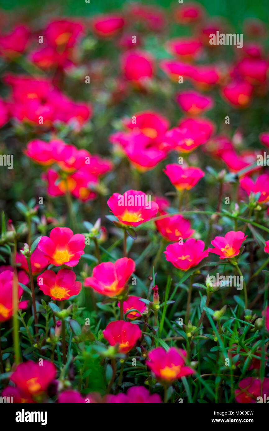 Group of red sunrose or  called ' helianthemum ' in scientific name, selective and soft focus in vignette effect. Stock Photo