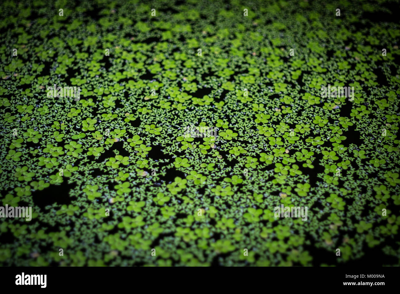 Selective focus of a green duckweed in the natural river. Stock Photo