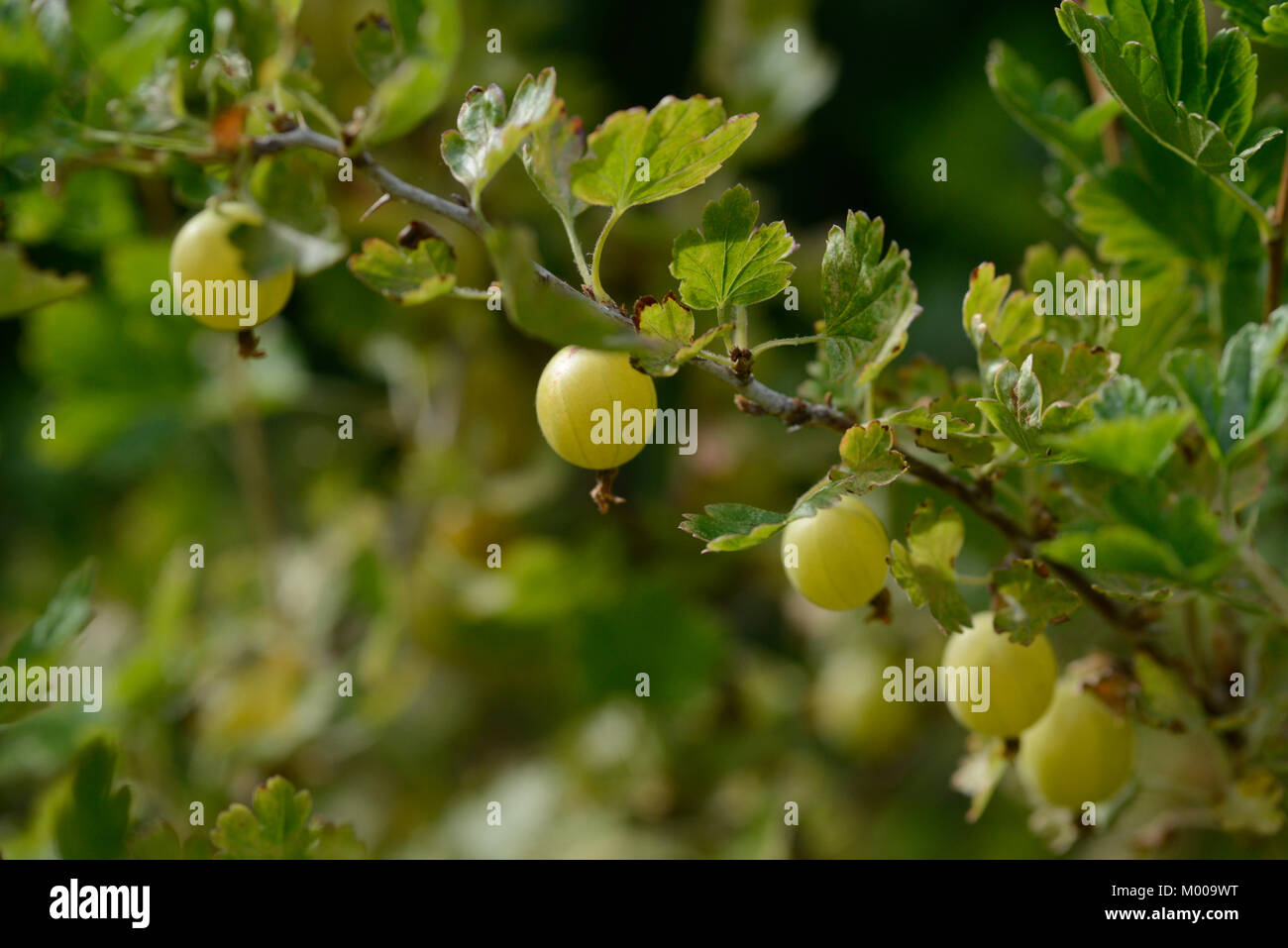 A branch of gooseberries on a gooseberry bush Stock Photo