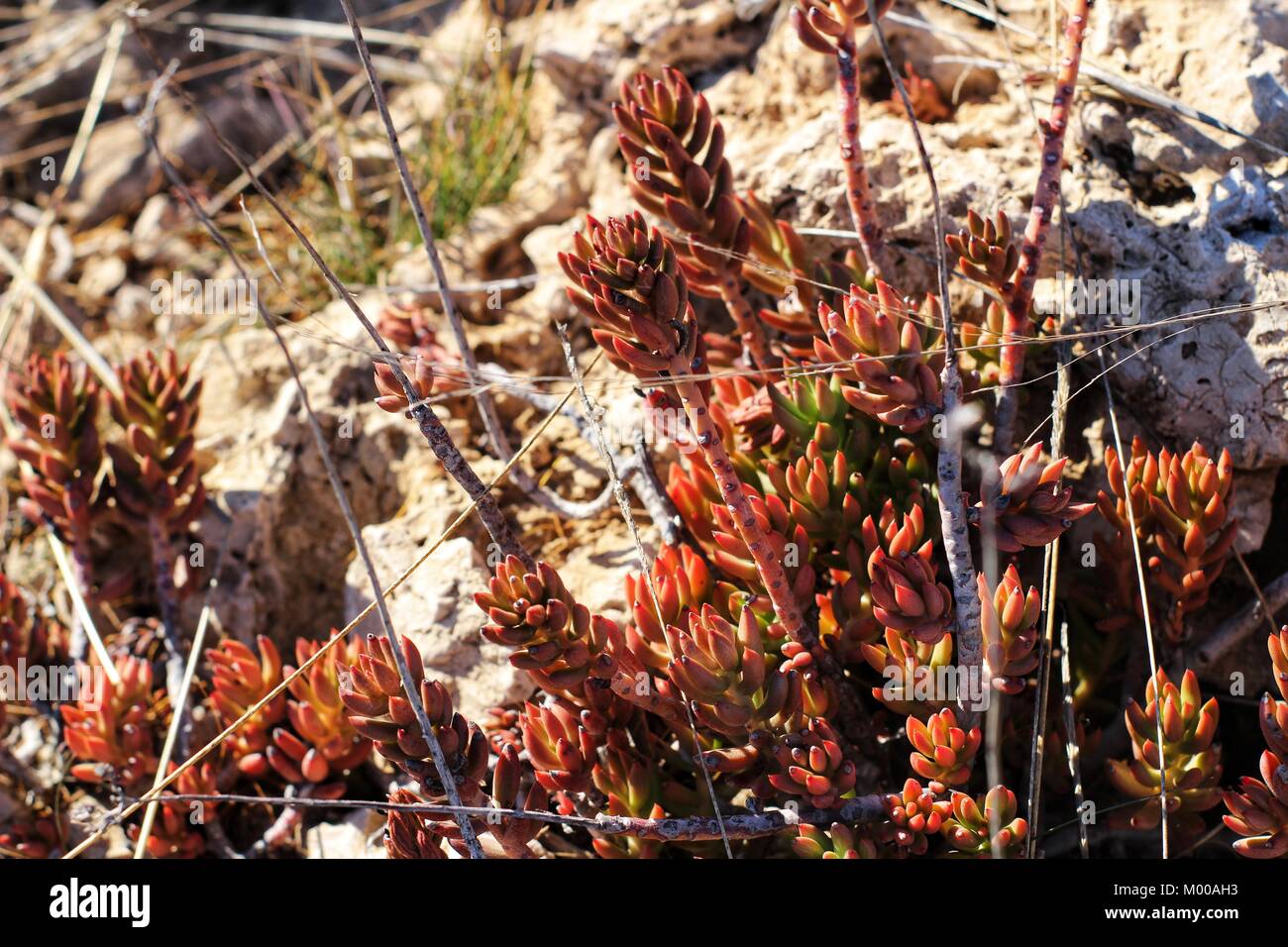 Rubrotinctum sedum plant under the sun in the mountain Stock Photo