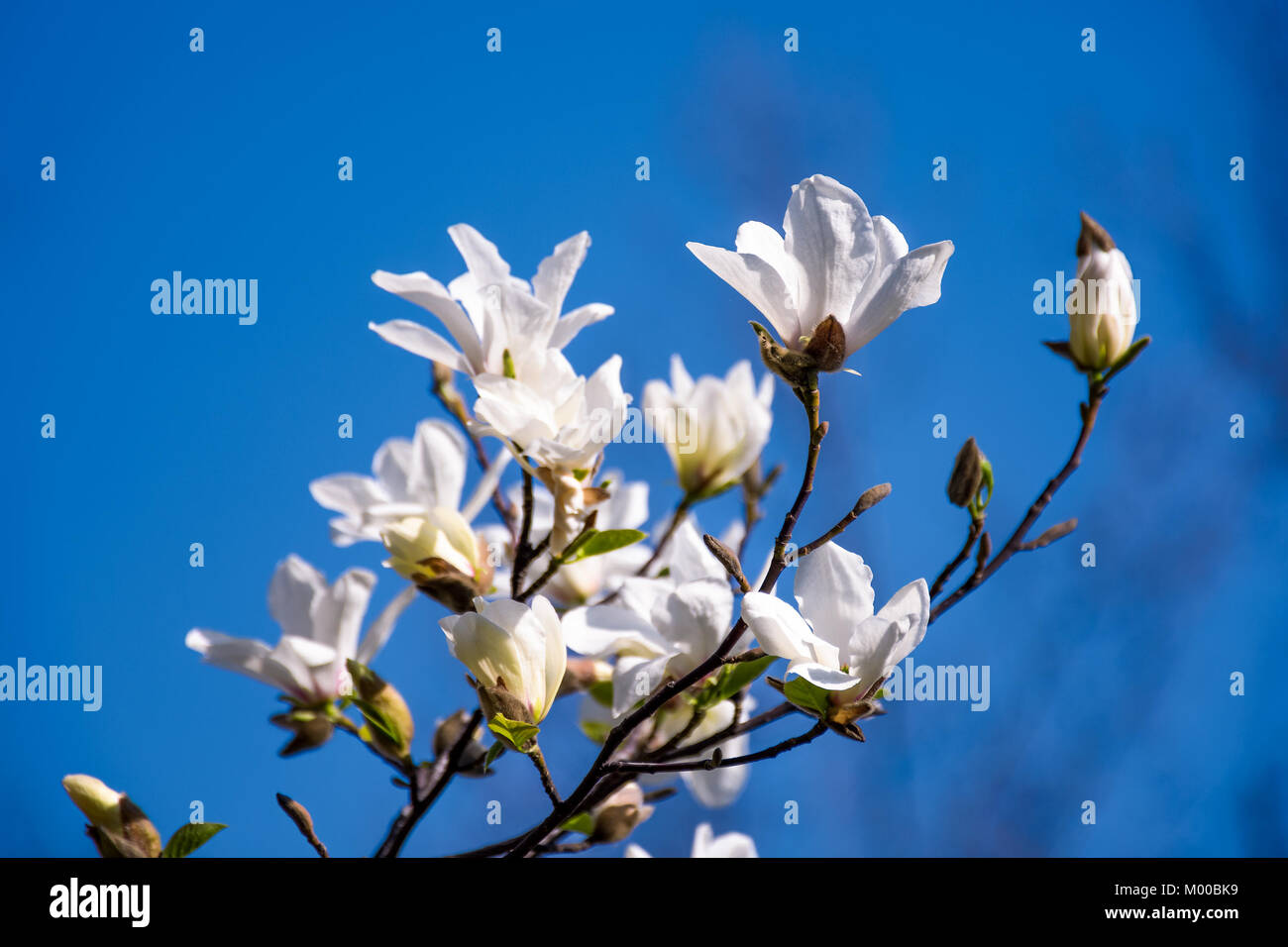 white magnolia flowers branch on a blue sky background Stock Photo - Alamy