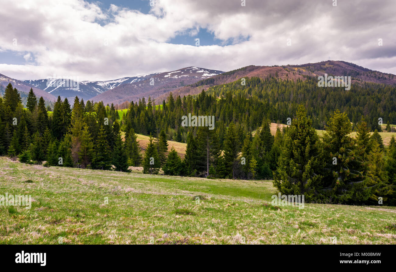 spruce forests on grassy slopes in springtime. beautiful landscape of Carpathian mountain on overcast day. Location - valley of Pylypets village, Tran Stock Photo