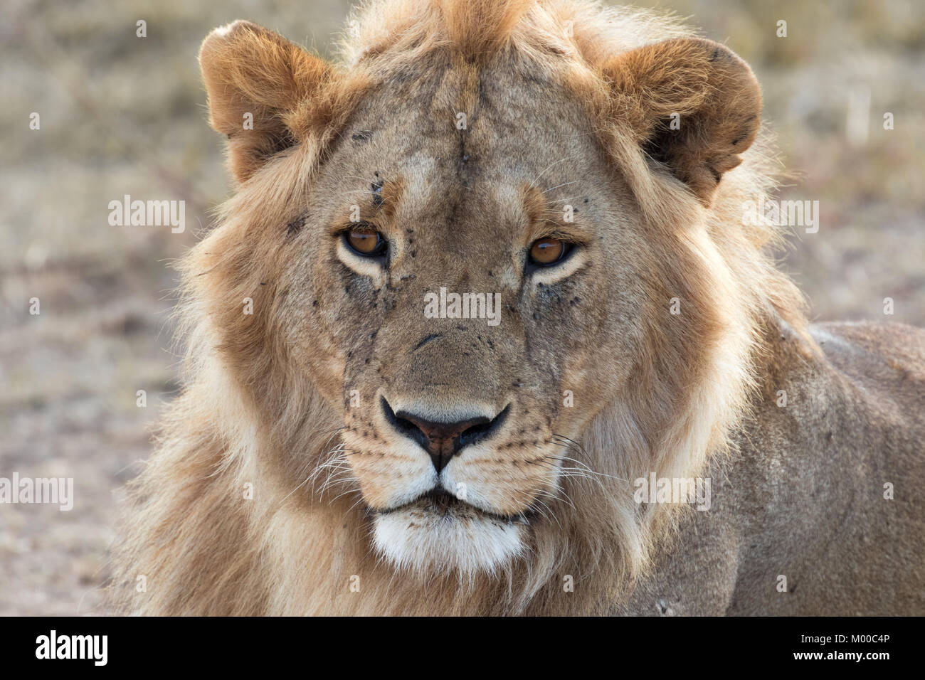 Masai mara one eyes lion hi-res stock photography and images - Alamy