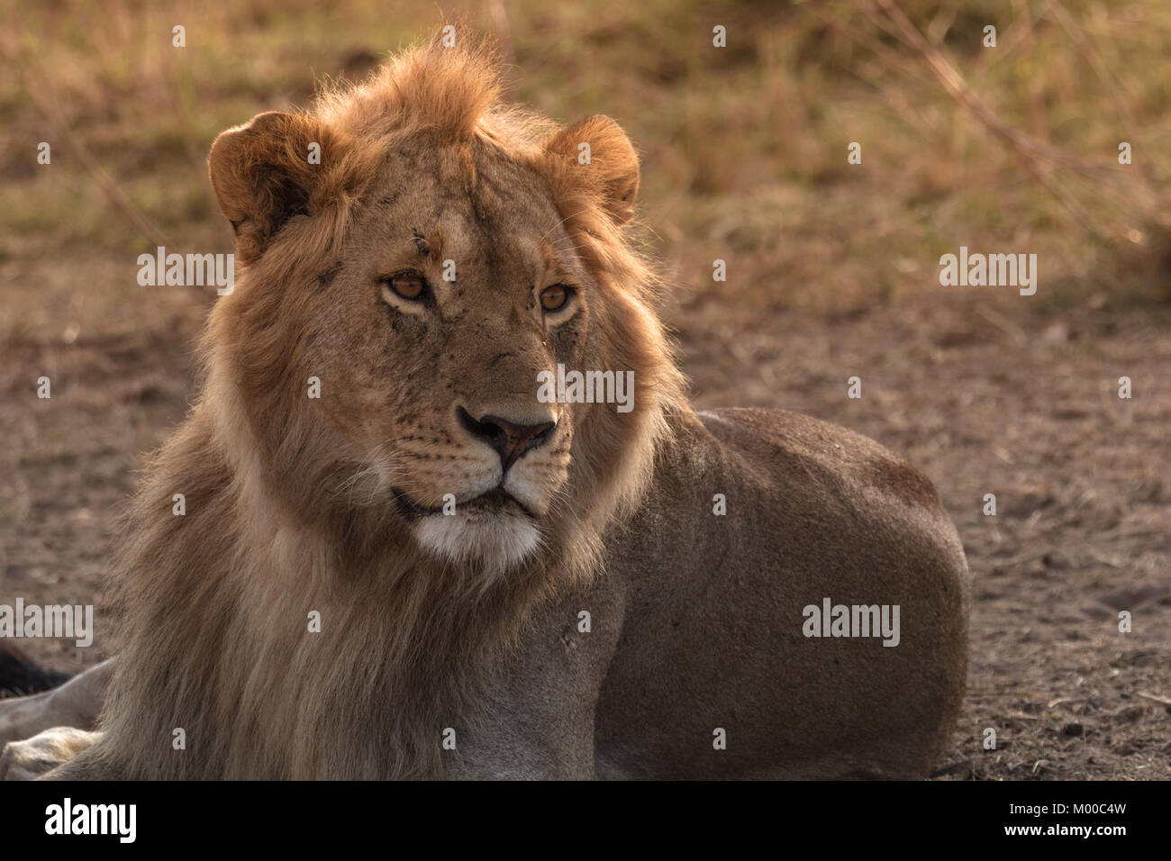 Male lion head shot profile hi-res stock photography and images - Alamy