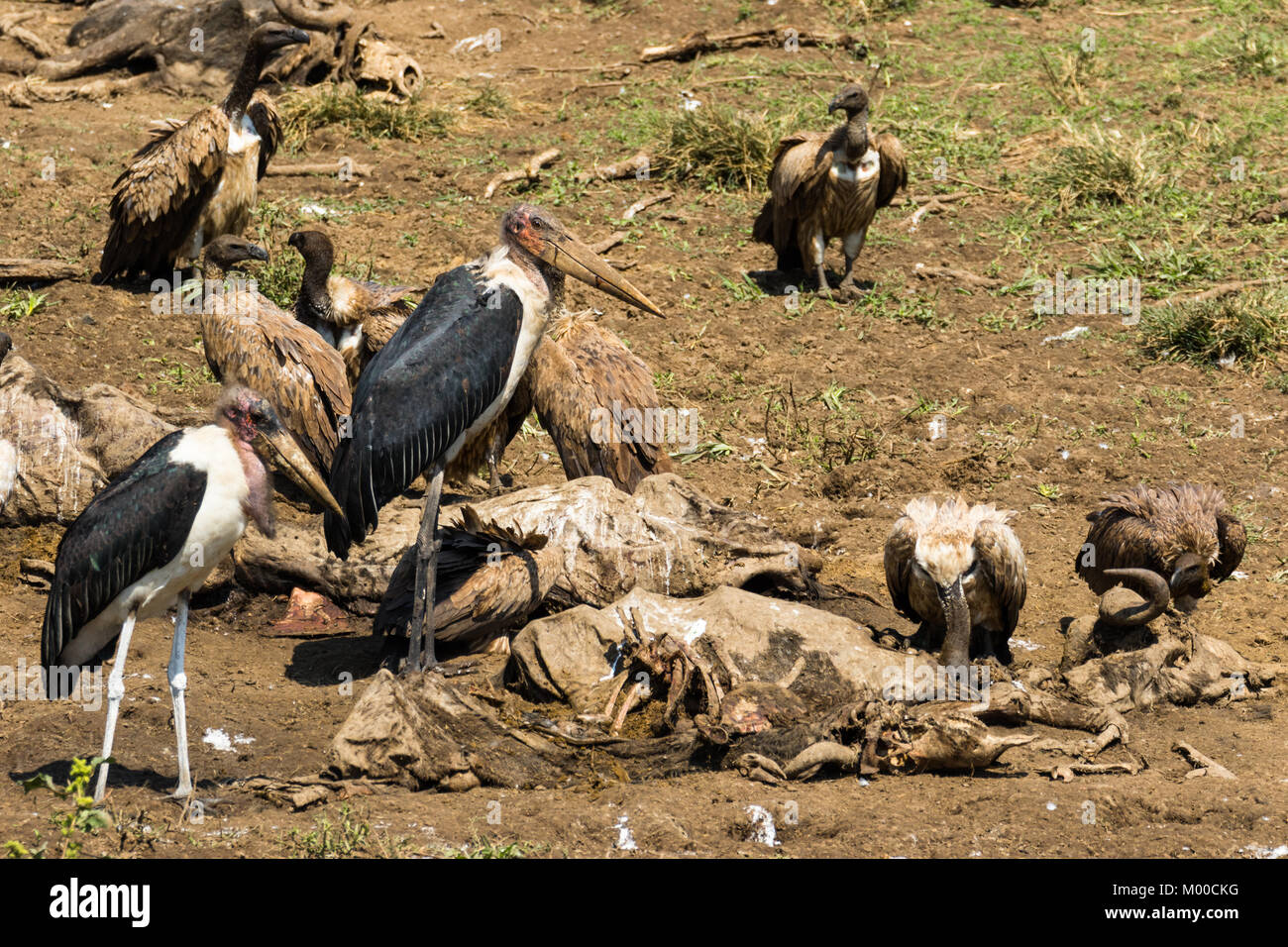Vultures feast on the carcasses of wildebeest killed at a Mara river crossing during the great migration, Masai Mara, Kenya Stock Photo