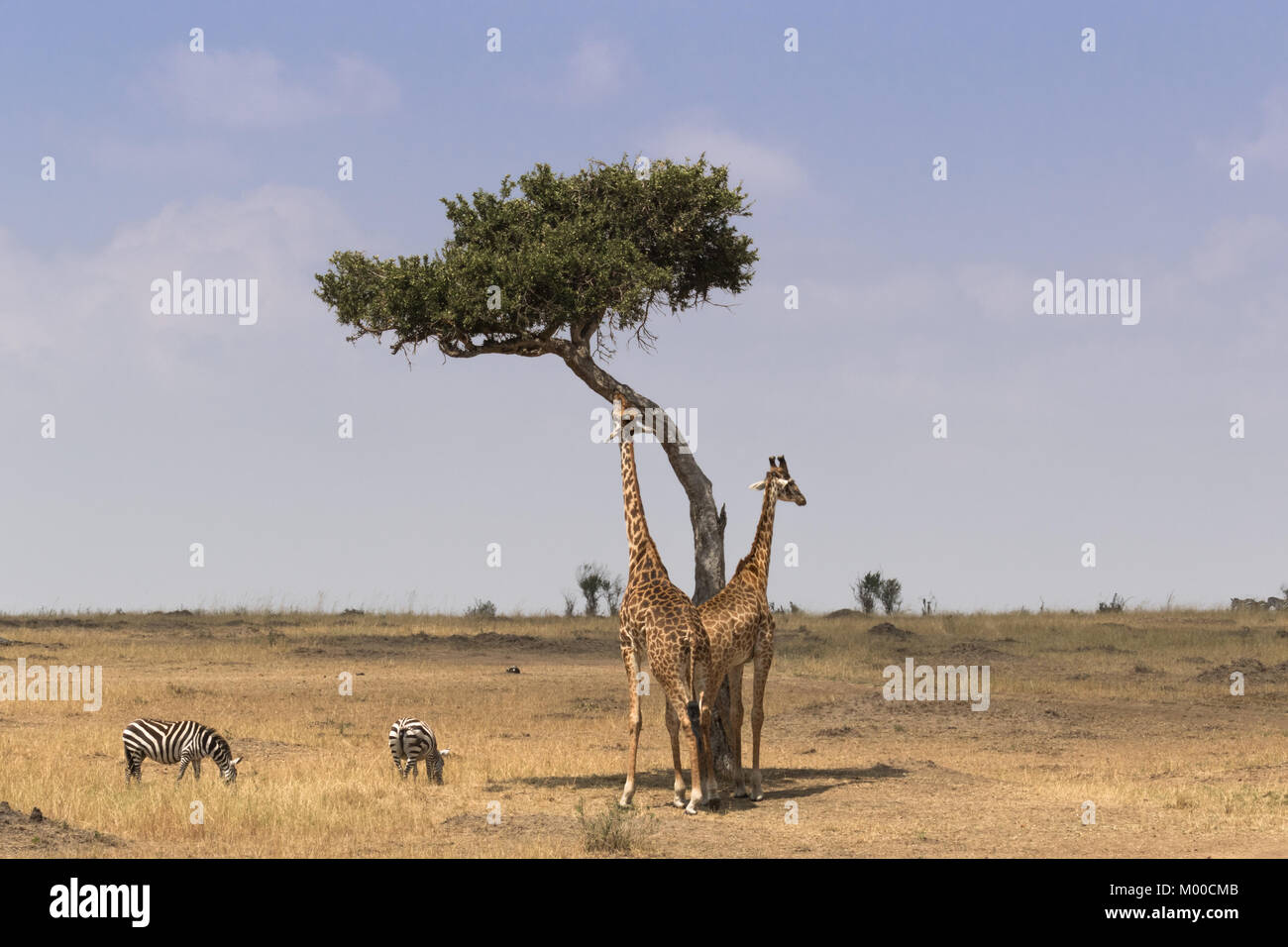 A masai giraffe reaches for acacia leaves, whilst another keeps watch and two plains zebras graze the savanna Stock Photo