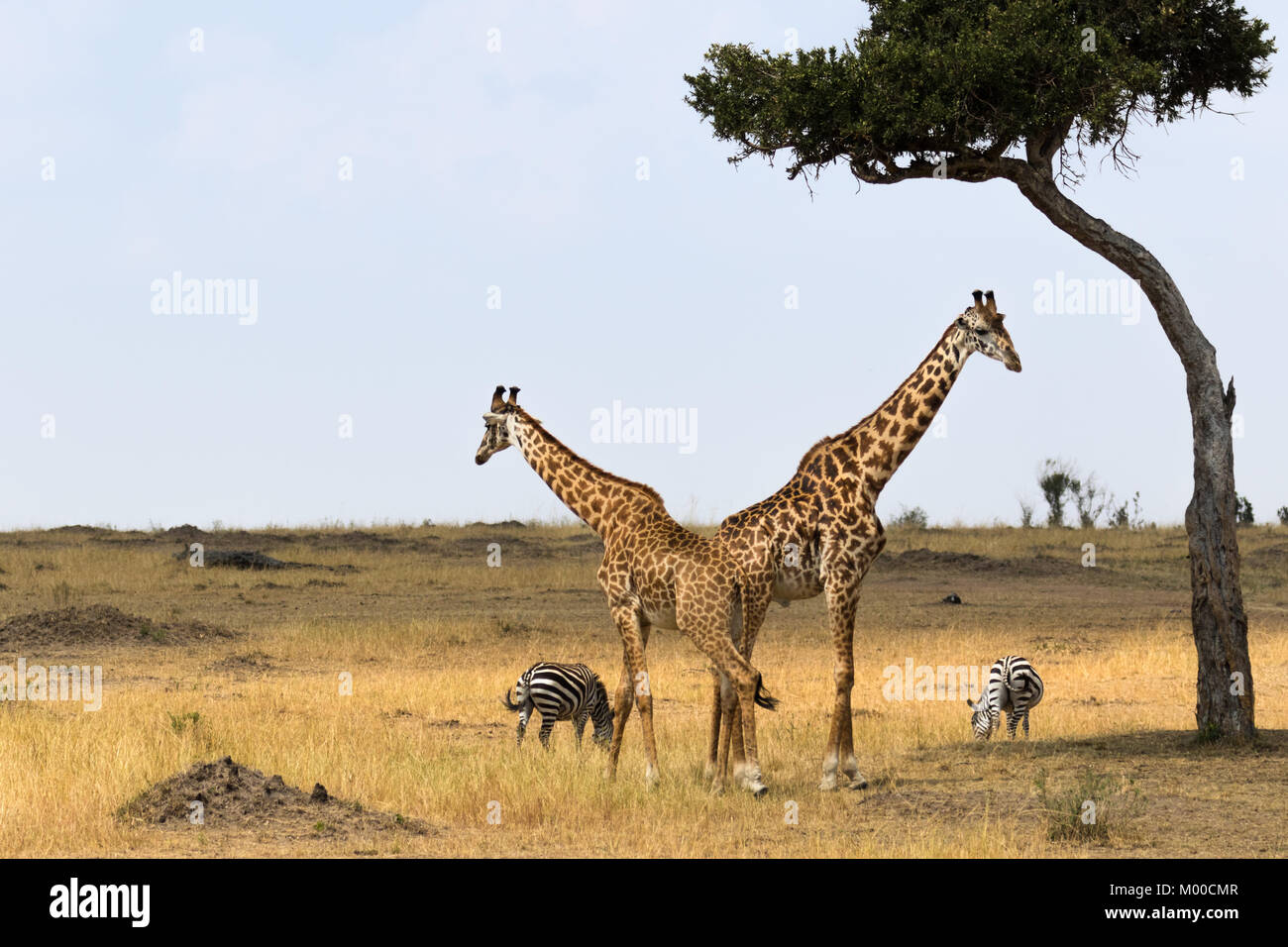 Two male giraffes rest under an acacia tree whilst a pair of zebras graze, on the Masai Mara, Kenya Stock Photo