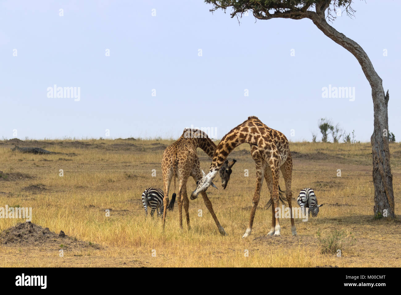 Two male giraffes fighting under an acacia tree whilst two zebras graze undisturbed  in the Masai Mara, Kenya Stock Photo