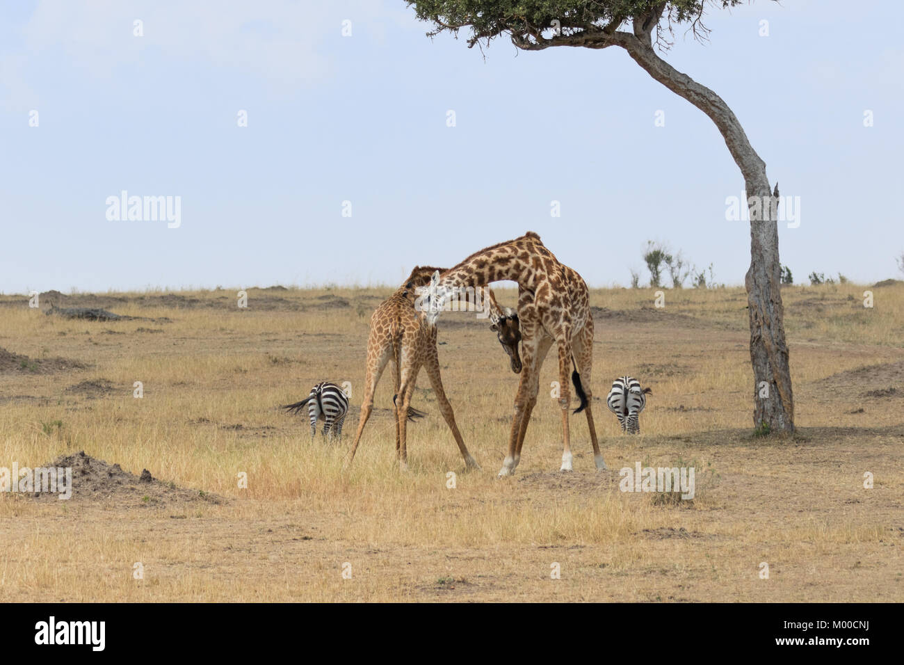 Two male giraffes fighting in the Masai Mara, Kenya Stock Photo - Alamy