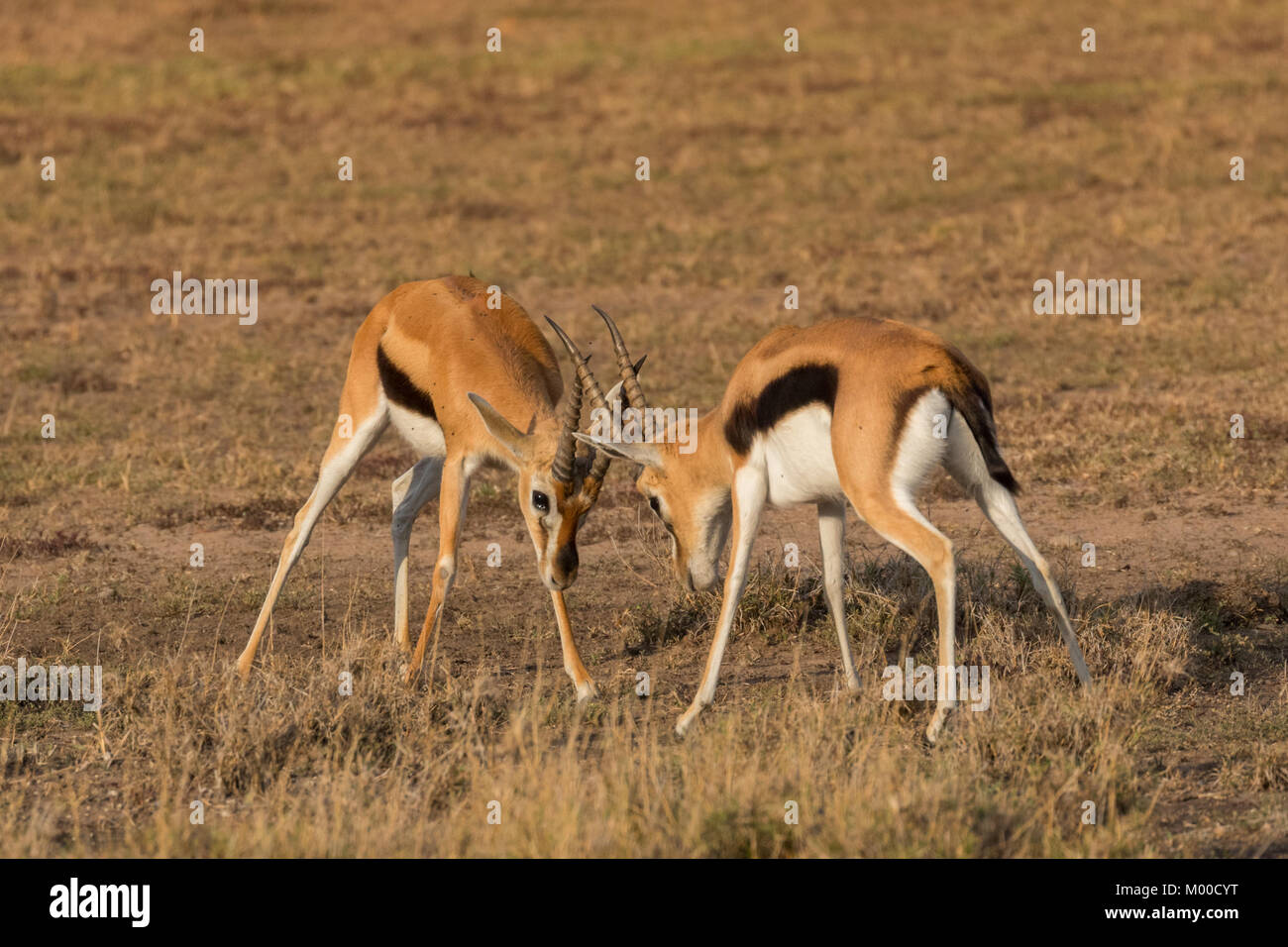 Two male Thomsons Gazelles rutting on the Masi Mara, Kenya Stock Photo ...