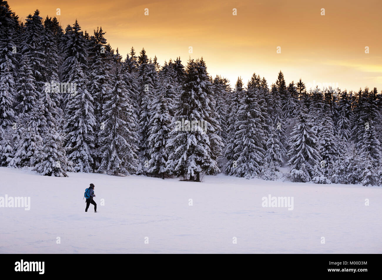 Woman walking in snow at sunset over snow covered pine forest, Bloke, Cerknica, Slovenia. Stock Photo