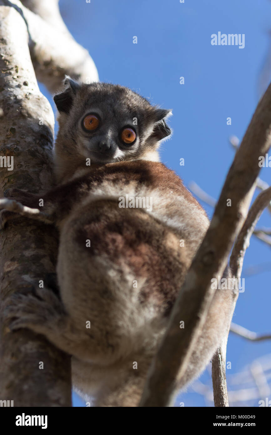 The endangered Ankarana Sportive Lemur found only in Northern Madagascar. It is estimated that there are fewer than 500 individuals in the wild. Stock Photo