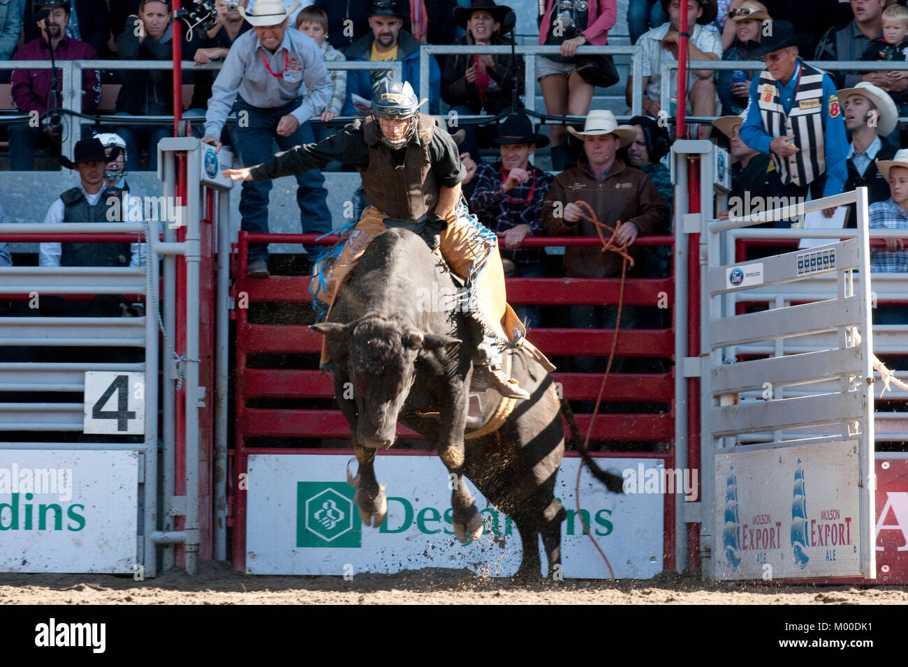 Cowgirls riding horses hi-res stock photography and images - Alamy